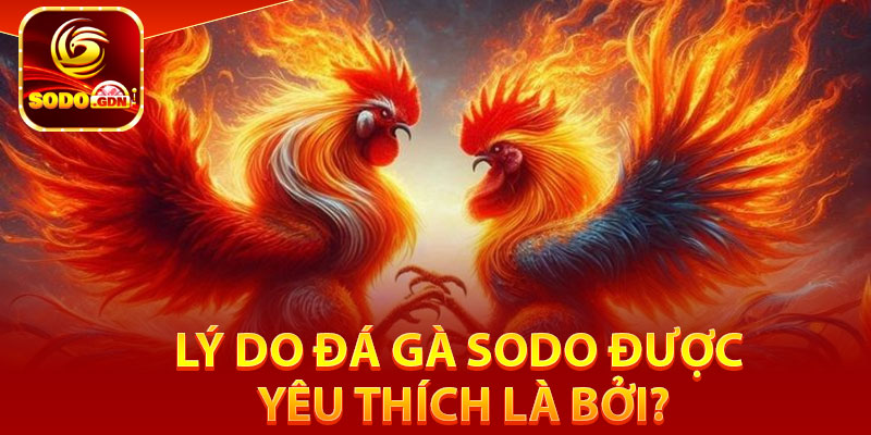 Lý do đá gà Sodo được yêu thích là bởi?