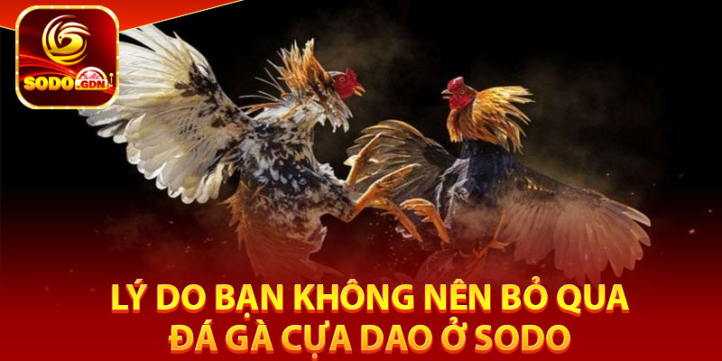 Lý do bạn không nên bỏ qua đá gà cựa dao ở Sodo